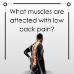 What muscles are affected with low back pain?