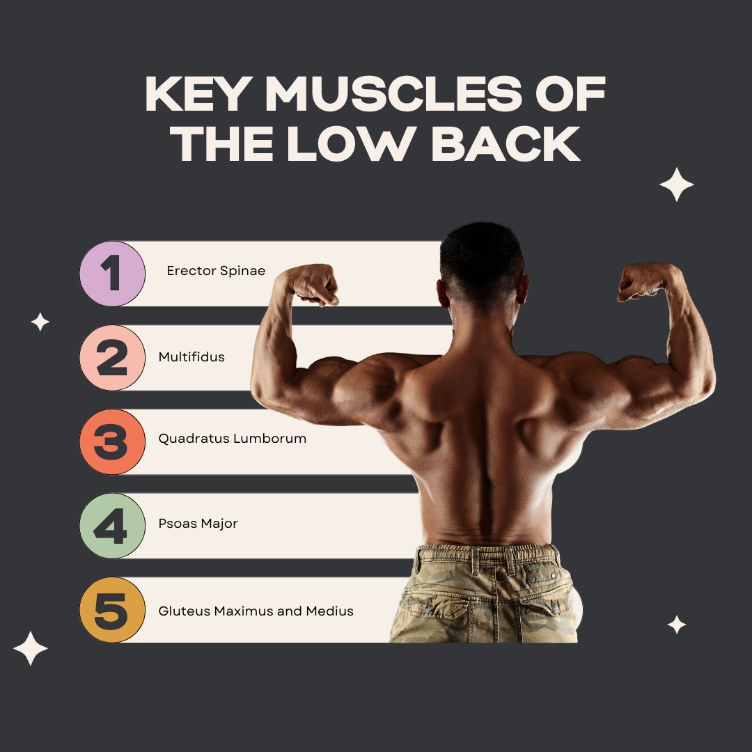 Key muscles of the low back